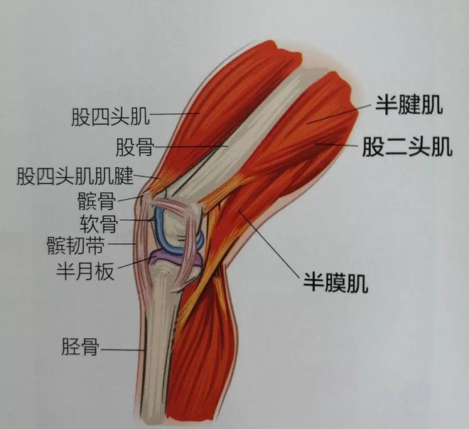 这5个动作加速膝盖“报废”要避免！分享11组护膝训练(图1)