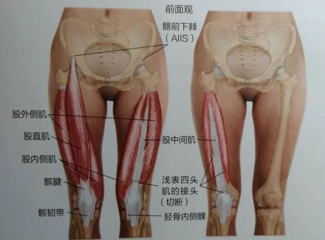 这5个动作加速膝盖“报废”要避免！分享11组护膝训练(图2)